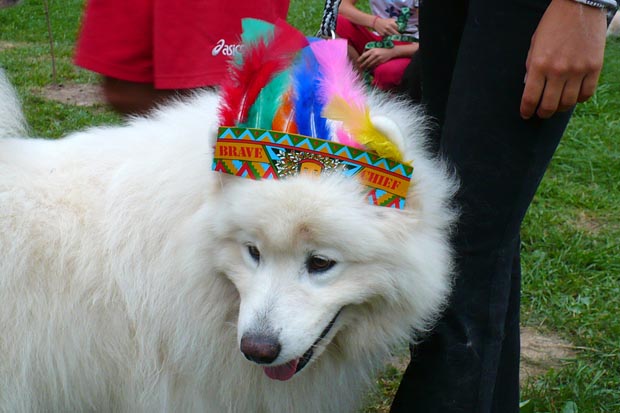 indian_samojed