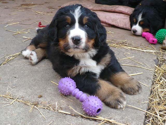 Herbert3