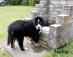 Nellie-3 měsíce