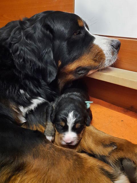 mama