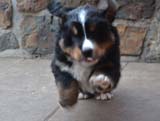 Percy-FB4