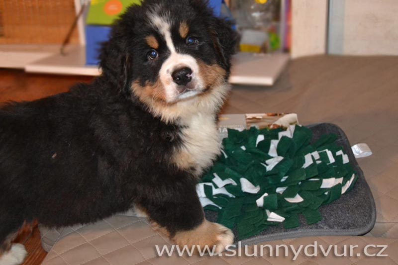 bernese puppy