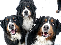 Daida, Connie, Bára