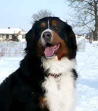 Bára