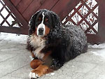 Bernský salašnický pes v zimě