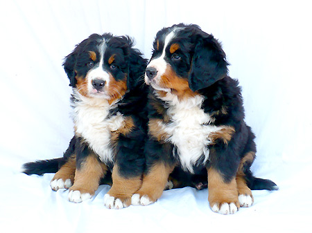 berner sennenhunde welpen