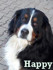 Happy ze Slunného dvora