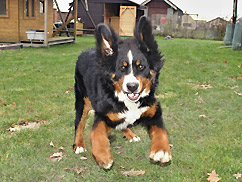 Lex aka Artuš