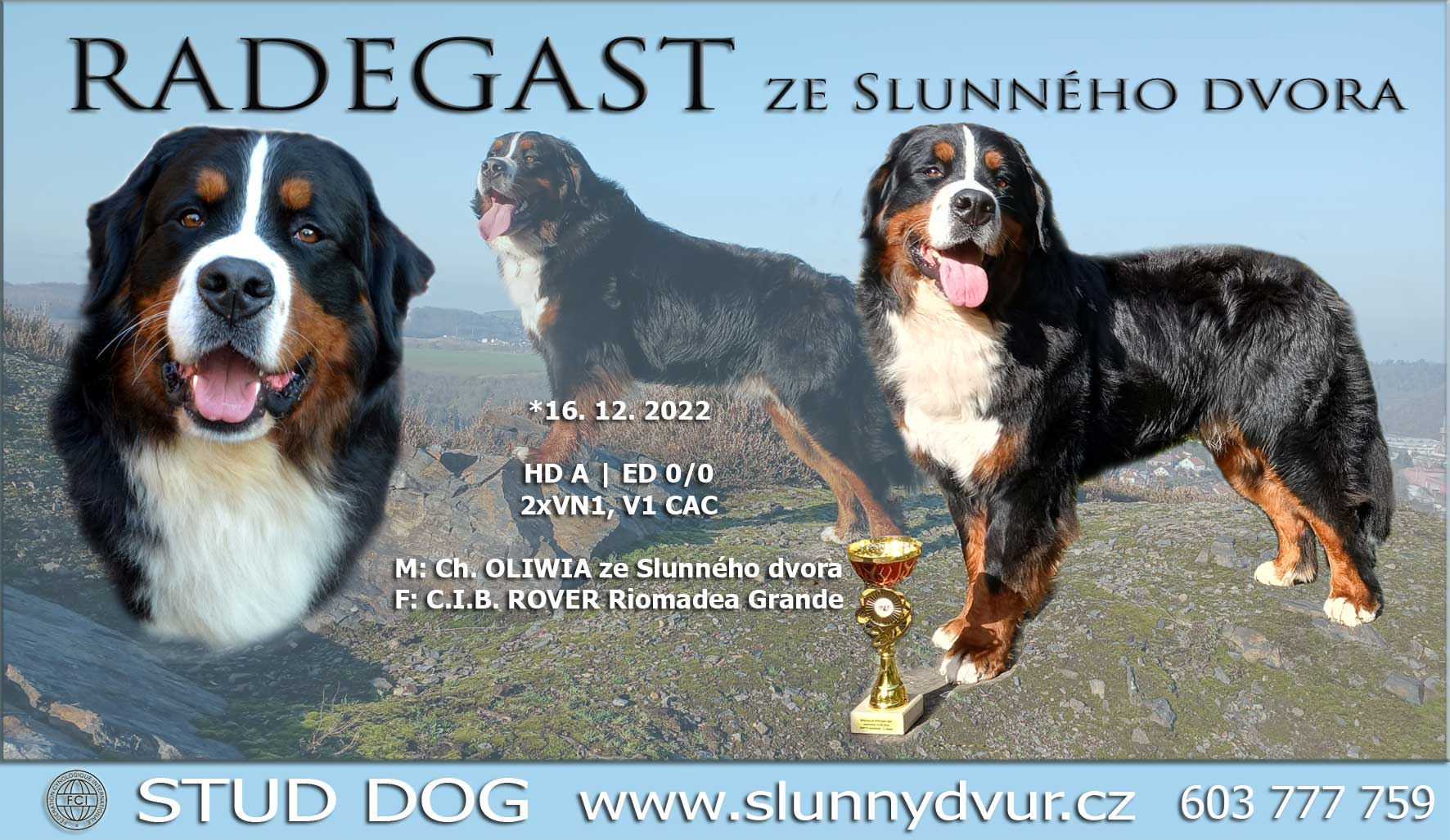 Radegast - Stud dog