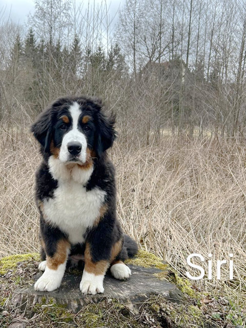Siri