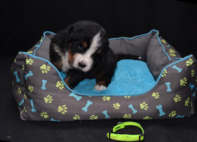 Toby3