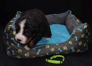 Toby1