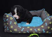 Toby2