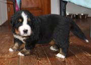 Toby4