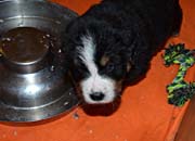 Toby1