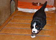 Toby2