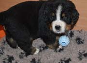 Toby3