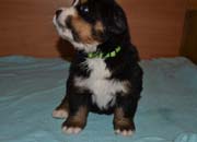 Toby4