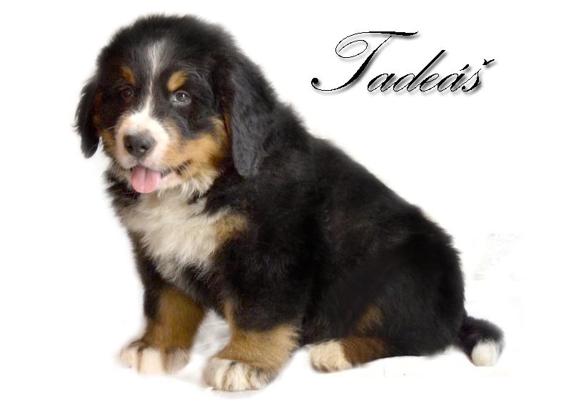 Tadeas