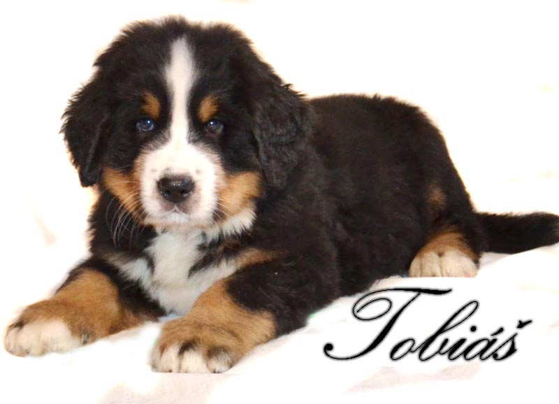 Tobias