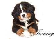 Tammy