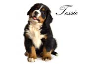 Tessie