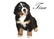 Tina