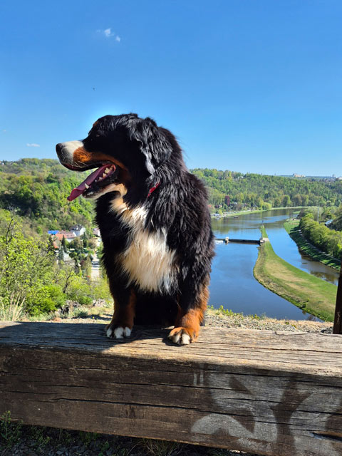 Oli