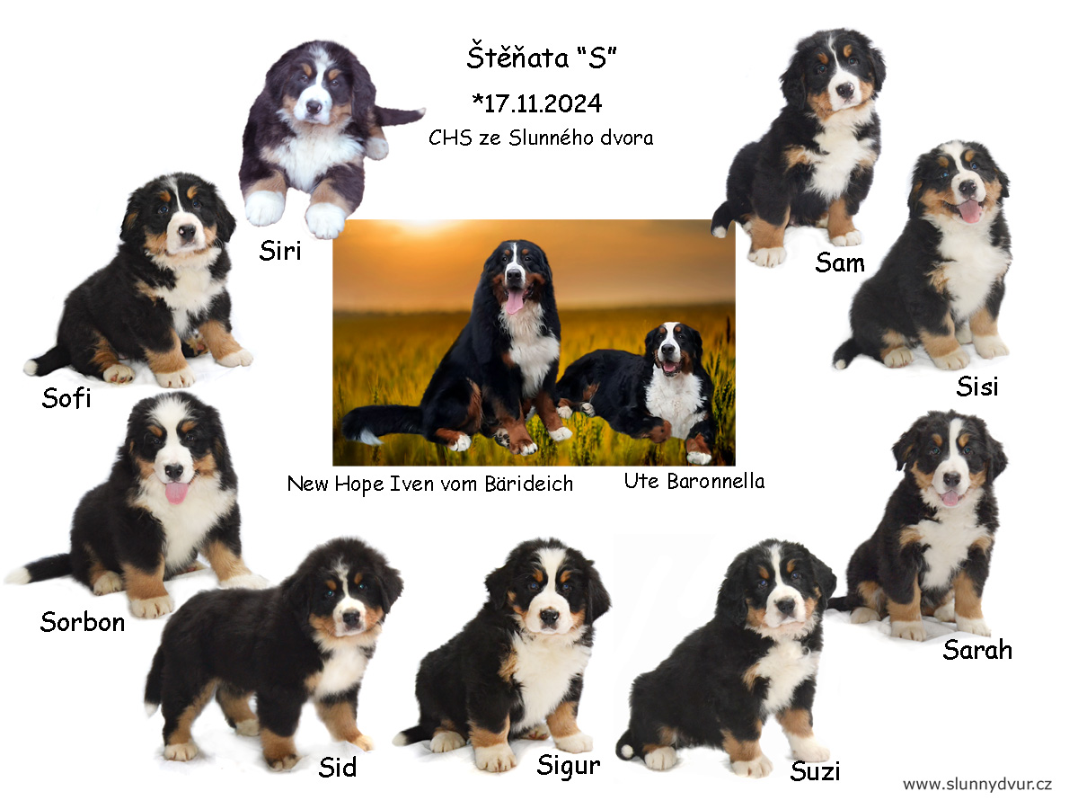 štěňata S